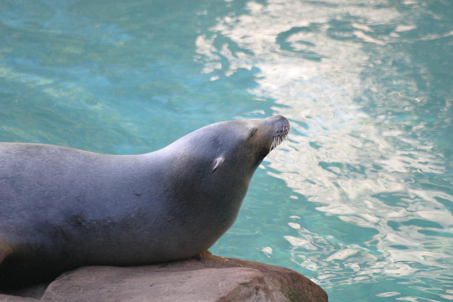 National Zoo - Sea Lion - 12121 Photograph by DC Photographer - Fine ...