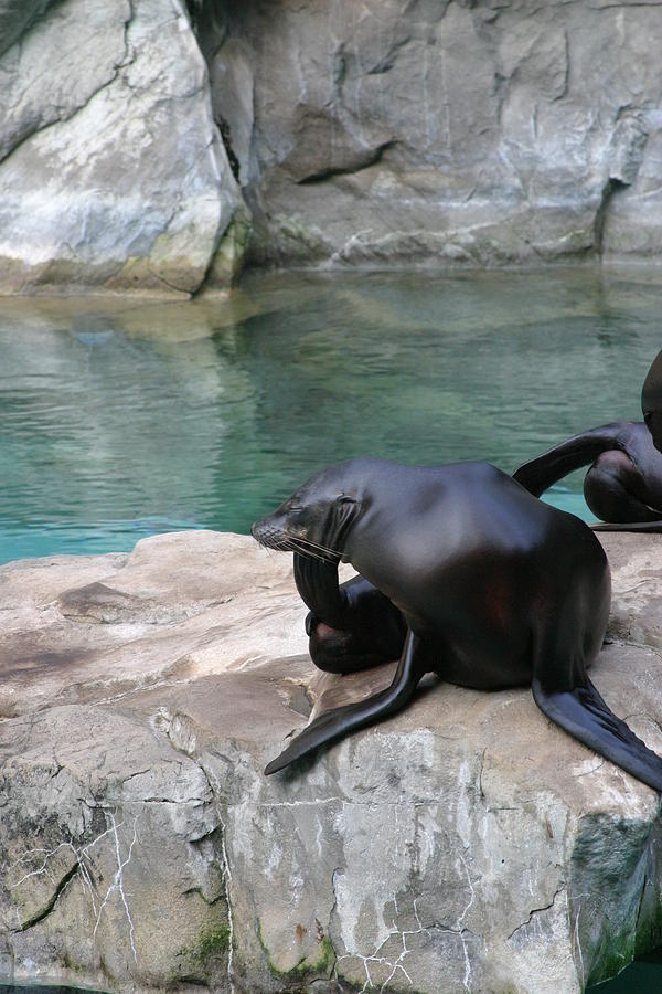 Animal Photograph - National Zoo - Sea Lion - 12125 by DC Photographer