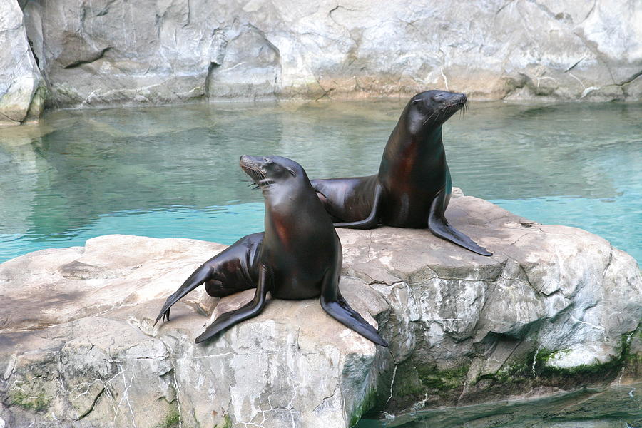 National Zoo - Sea Lion - 12126 Photograph by DC Photographer - Fine