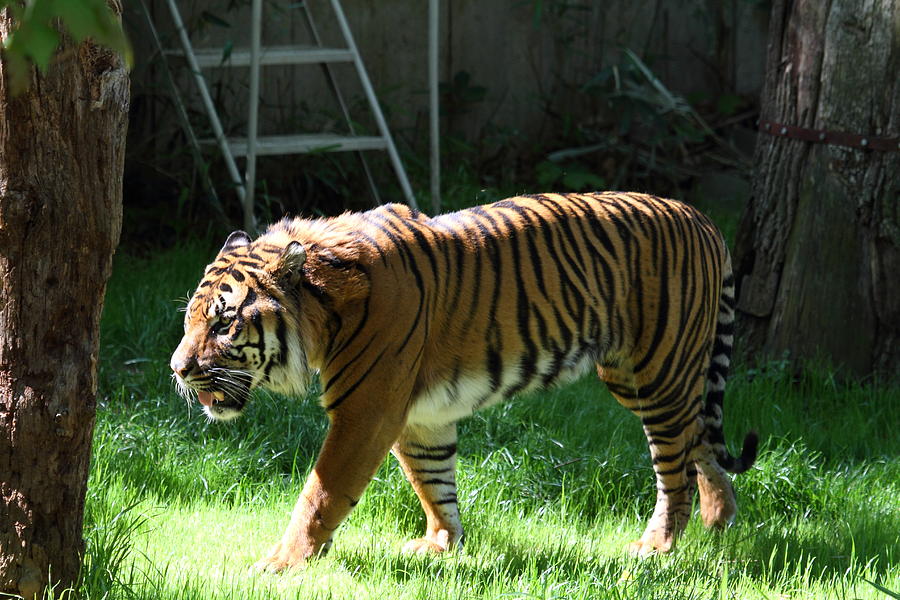 National Zoo - Tiger - 011328 Photograph by DC Photographer - Fine Art ...