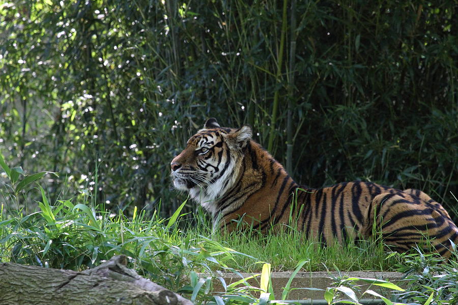 National Zoo - Tiger - 01136 Photograph by DC Photographer | Fine Art ...