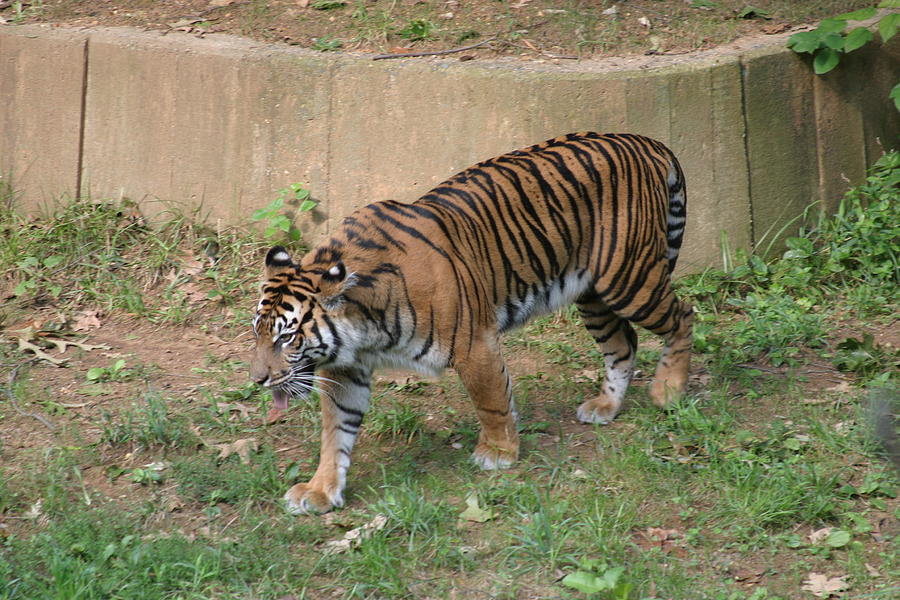 Animal Photograph - National Zoo - Tiger - 121213 by DC Photographer