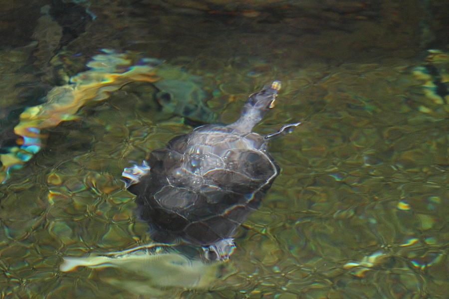 Animal Photograph - National Zoo - Turtle - 01131 by DC Photographer