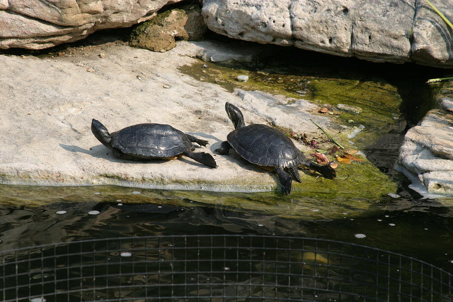 Animal Photograph - National Zoo - Turtle - 12123 by DC Photographer