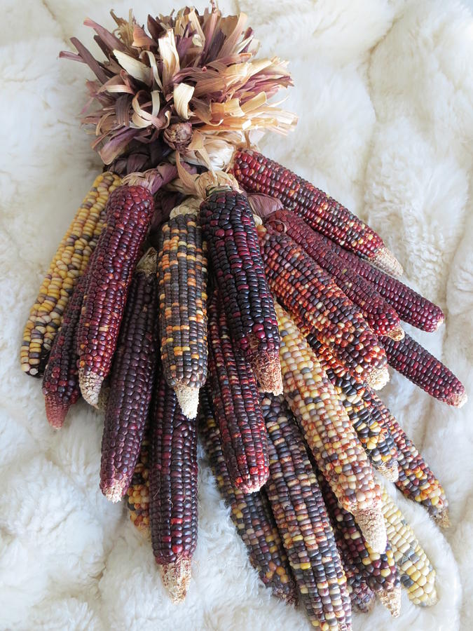 Native American Dried Corn Photograph by Holland Nelson - Fine Art America