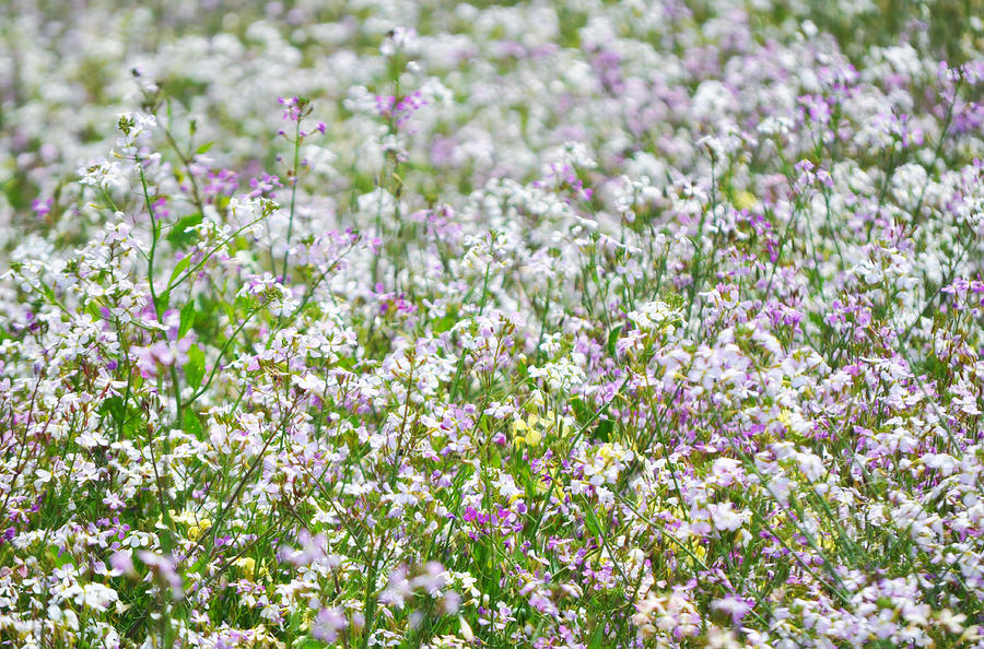 Native Chumash Central Coast Wildflowers Photograph by Kyle Hanson