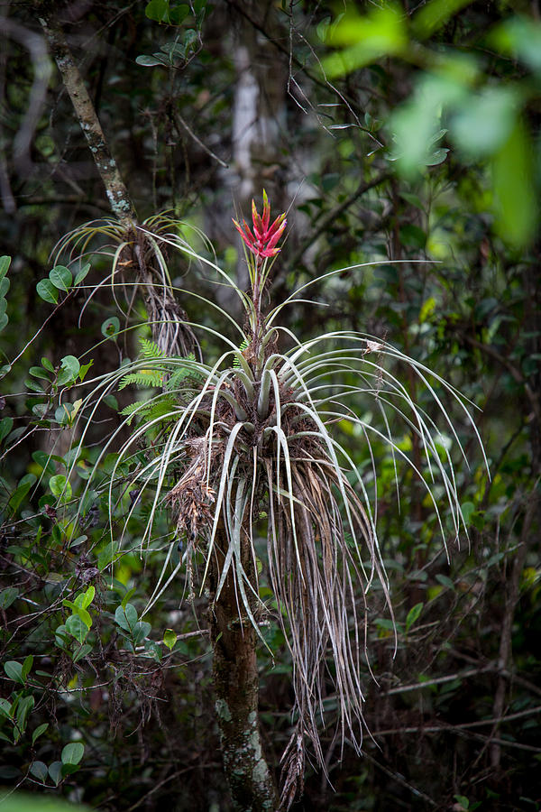 Native Epiphyte Photograph by W Chris Fooshee