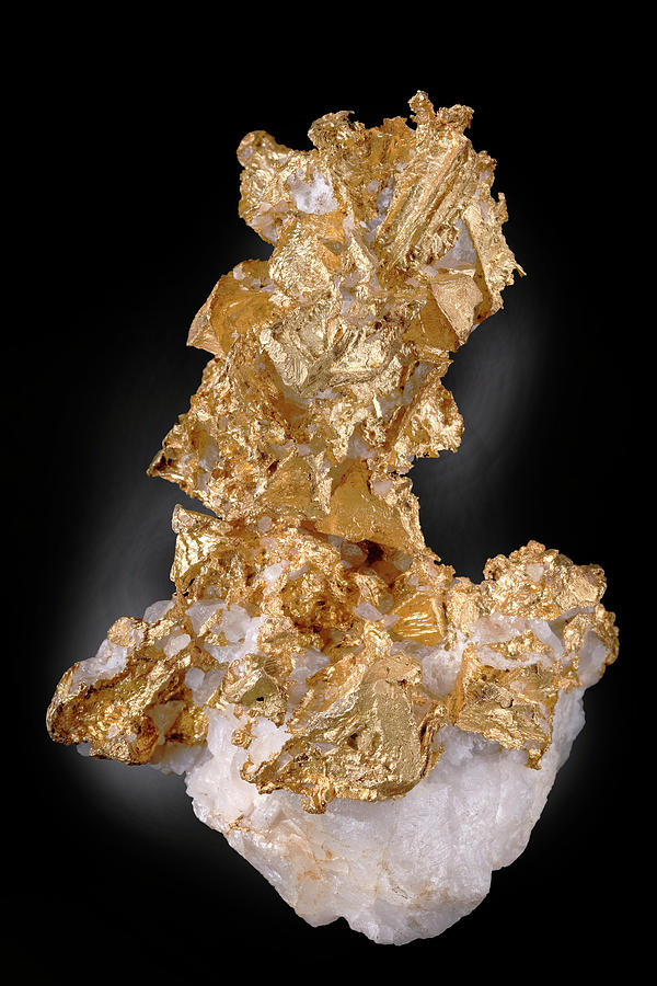 Native Gold On Quartz Photograph by Natural History Museum, London