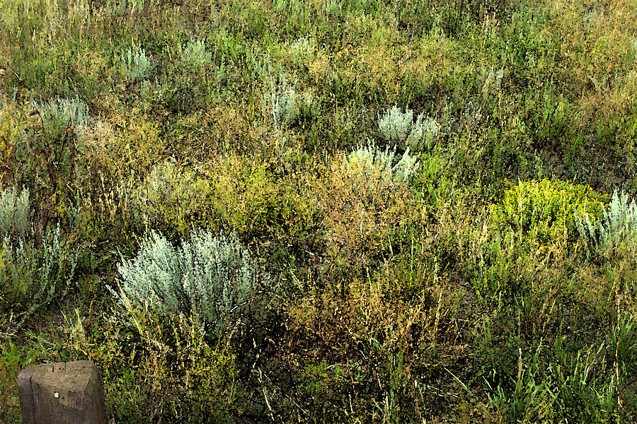 Native Grasses Photograph by Lanita Williams
