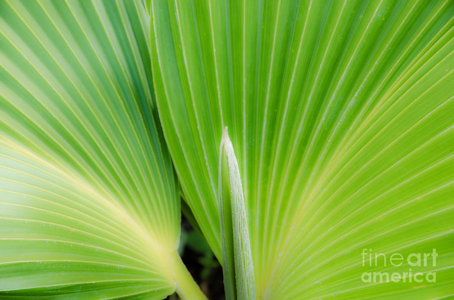 Native Hawaiian Loulu Palm Photograph by David Lawson