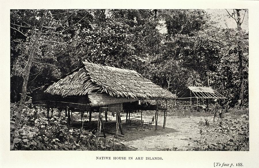Native House In The Aru Islands Photograph by Natural History Museum, London/science Photo Library