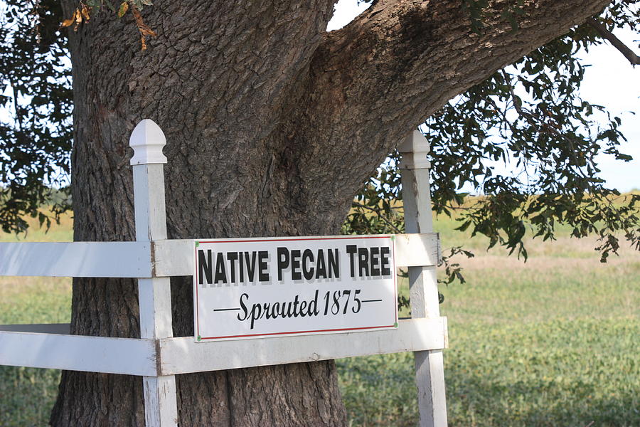 Native Pecan Tree Photograph by Kathryn Cornett