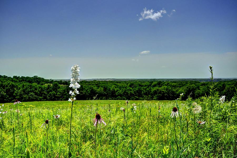 Flower Photograph - Native Prairie Flowers by Jean Hutchison