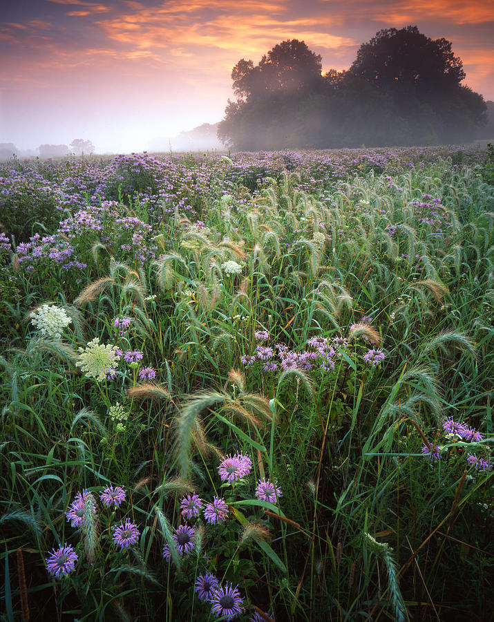 Native Prairie Sunrise Photograph by Ray Mathis