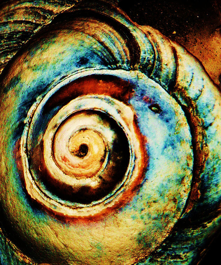 Shell Photograph - Native Spiral by Daniele Smith