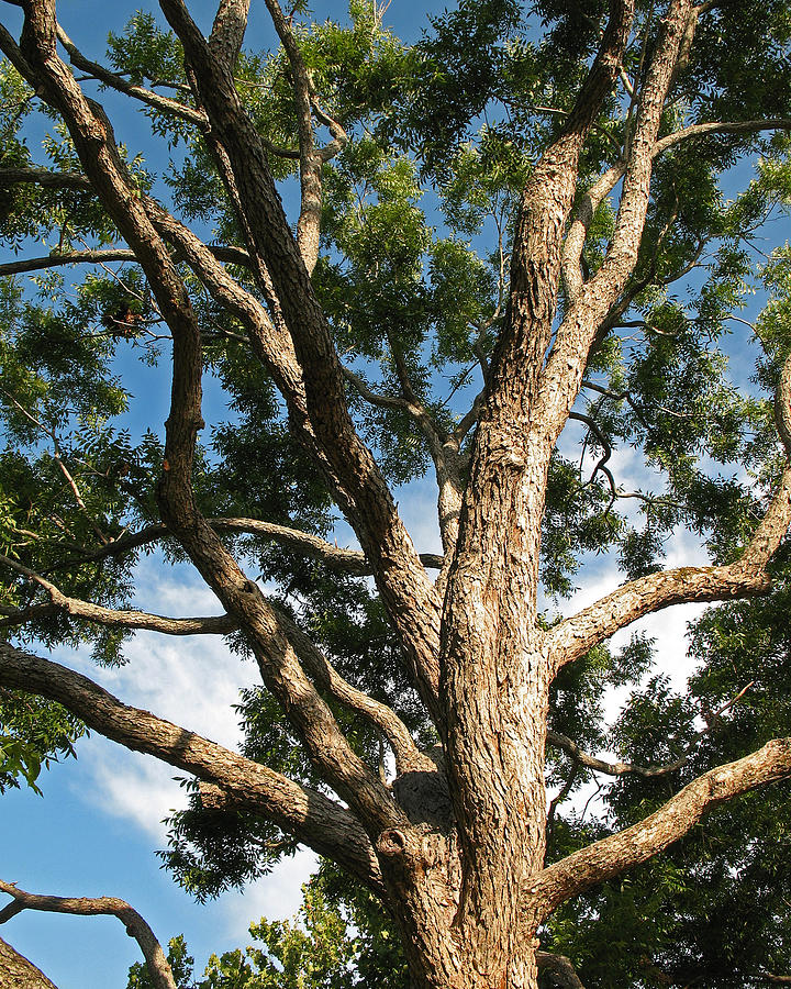Native Texas Pecan Tree. Carya illinoensis  Photograph by Connie Fox