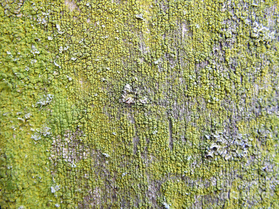 Natural Abstract 1 Old Fence With Moss Photograph
