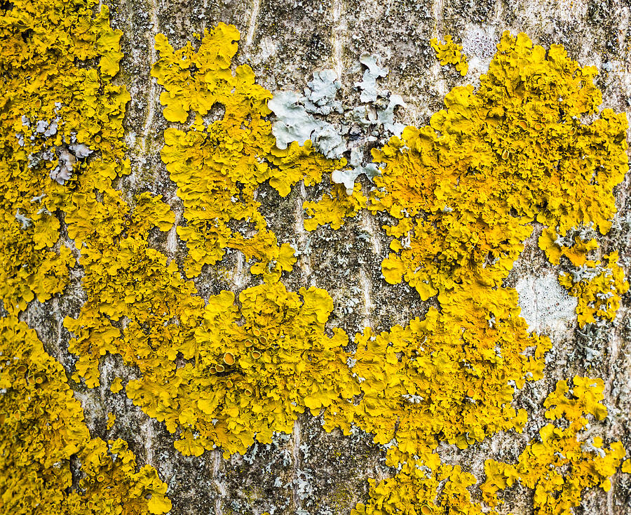 Natural abstract - yellow lichen growing on bark of tree  Photograph by Matthias Hauser