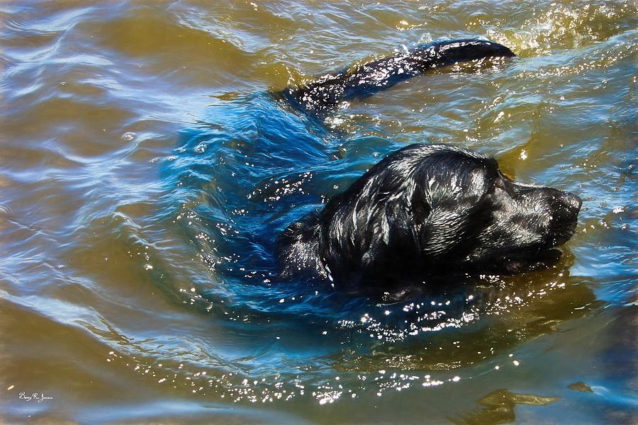 Dog Photograph - Labrador - Dog - Natural Born Swimmer by Barry Jones