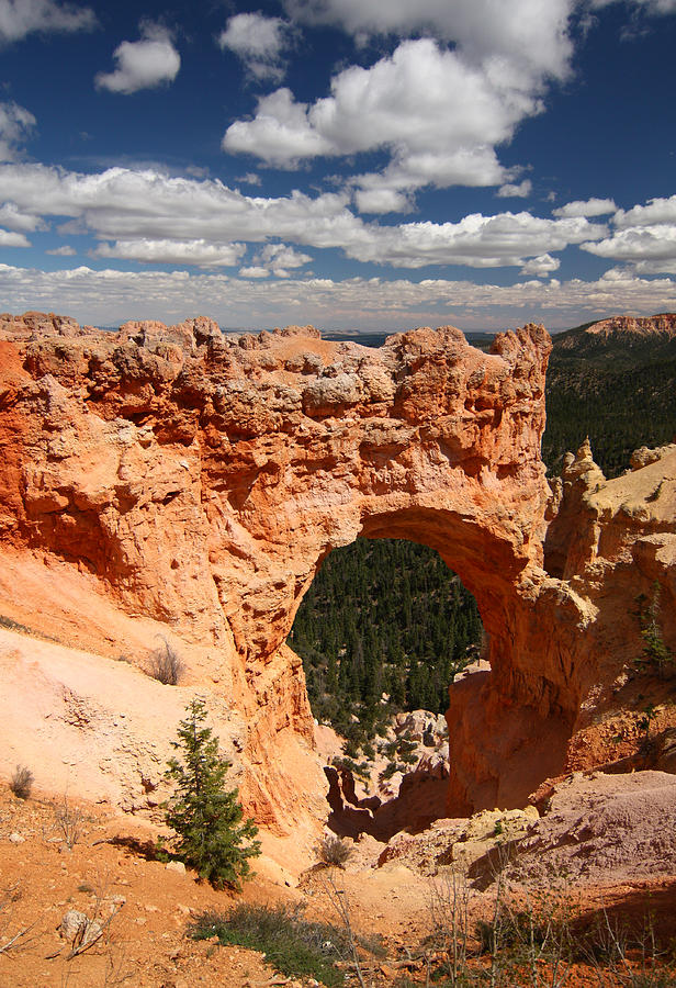 Natural Bridge in Bryce CanyonNational Park Photograph by Jean Clark