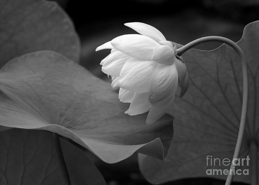 Black And White Photograph - Natural Curve by Sabrina L Ryan