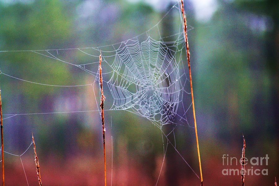 Spider Photograph - Natural Dream Catcher by Chuck Hicks