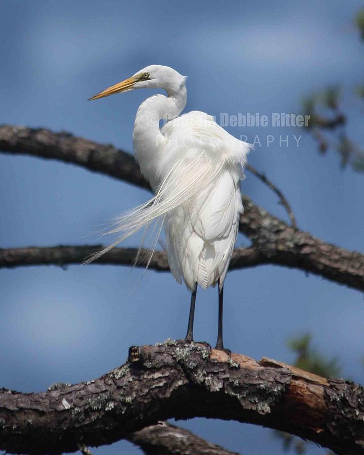 Natural Elegance Photograph by Captain Debbie Ritter Natural Elegance Photograph by Captain Debbie Ritter