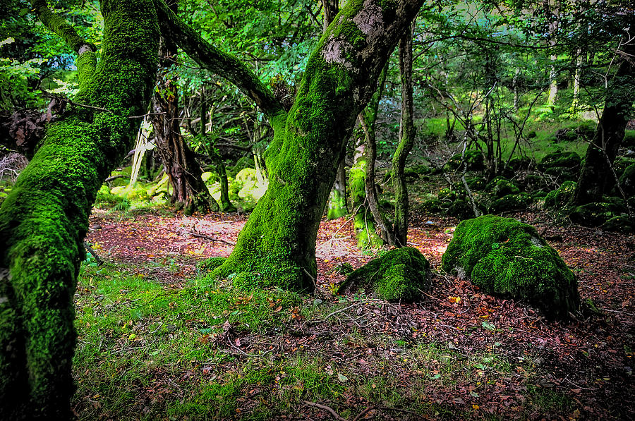 Natural Emeralds II. Wicklow. Ireland Photograph by Jenny Rainbow