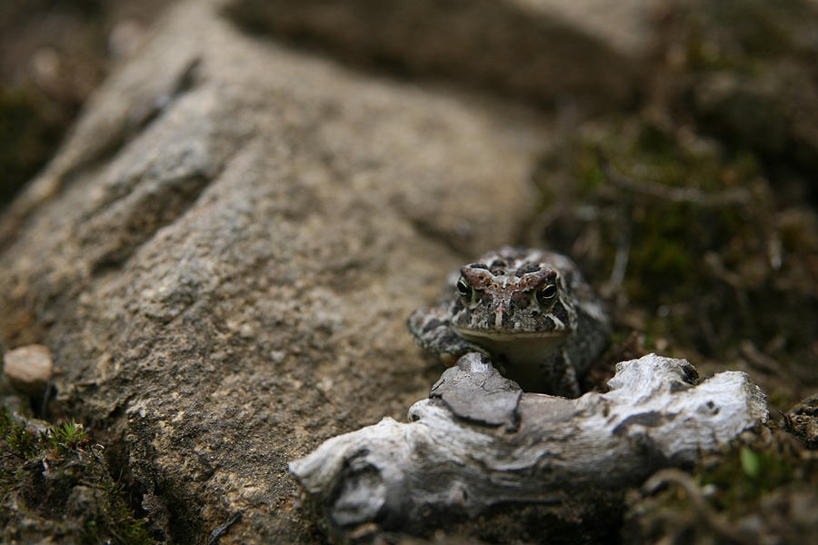 Wildlife Photograph - Natural Expression of a Fowler Toad  by Neal Eslinger