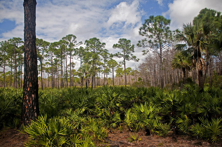 Tree Photograph - Natural Florida Undeveloped by Alida Thorpe