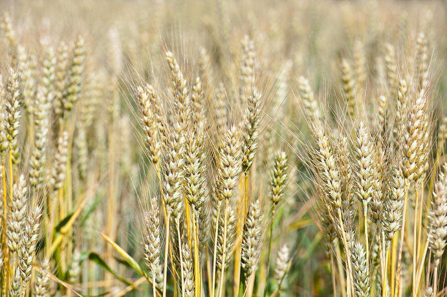 Natural gold wheat field Photograph by Marek Poplawski