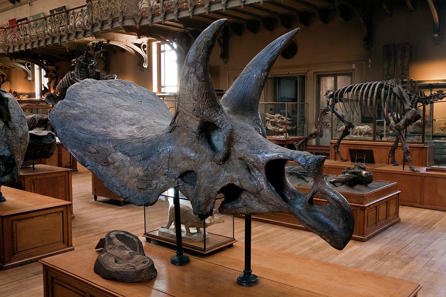 Natural History Museum Photograph By Pascal Goetgheluck Science Photo 