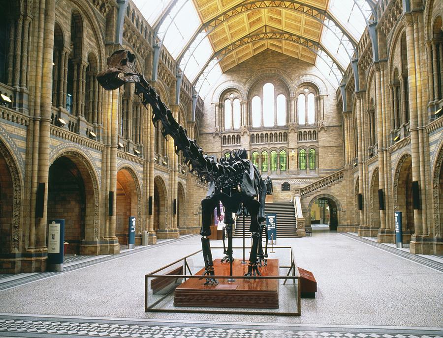 Natural History Museums Diplodocus Photograph by Natural History Museum, London/science Photo Library