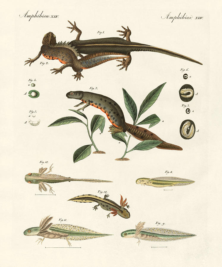 Reptile Drawing - Natural history of sea salamander by Splendid Art Prints