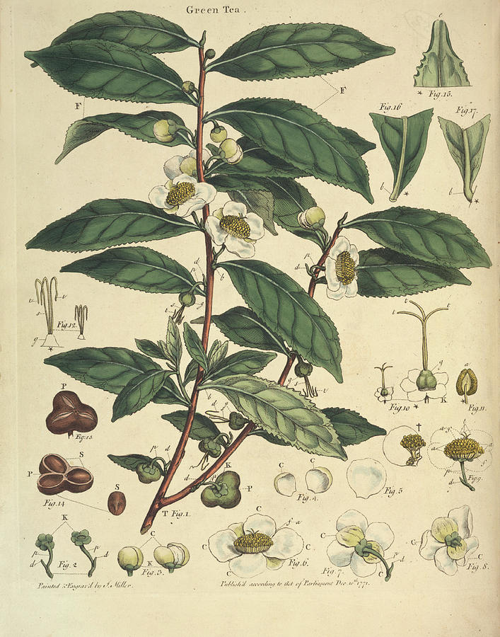 Natural History Of The Tea Tree Photograph by Natural History Museum, London/science Photo Library