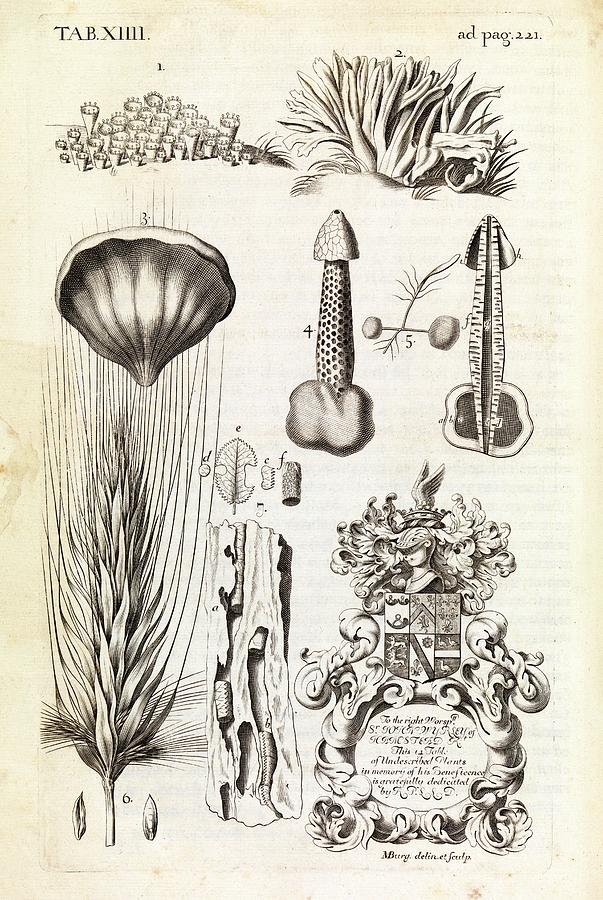 Mushroom Photograph - Natural History Specimens by Middle Temple Library/science Photo Library Mushroom Photograph - Natural History Specimens by Middle Temple Library/science Photo Library
