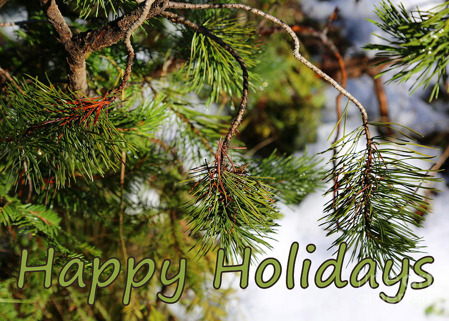 Natural Holiday Card Photograph by Carol Groenen