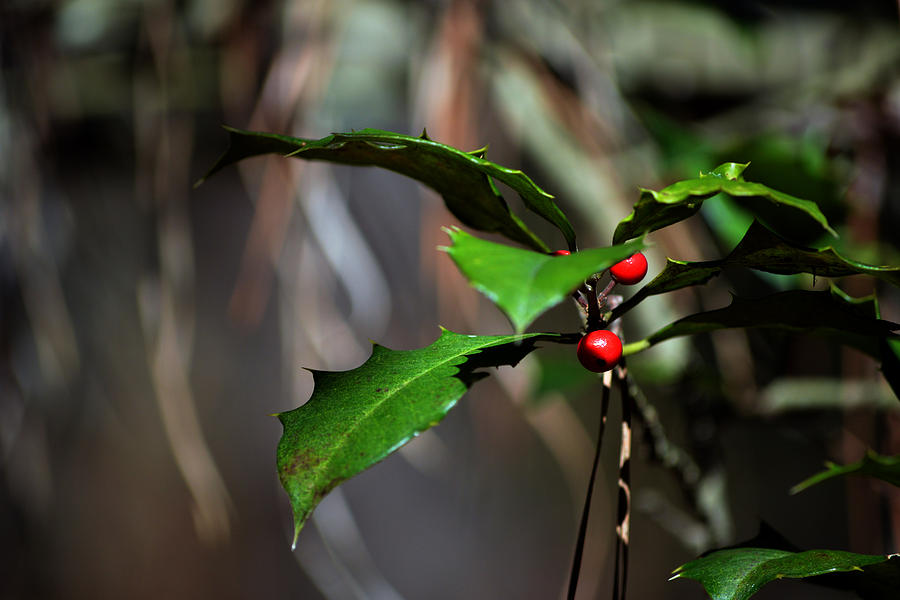 Natural Holly Decor Photograph by Bill Swartwout