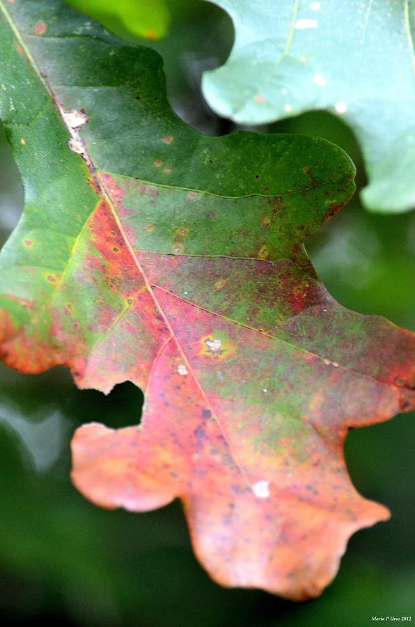 Natural Oak Leaf Abstract Photograph by Maria Urso