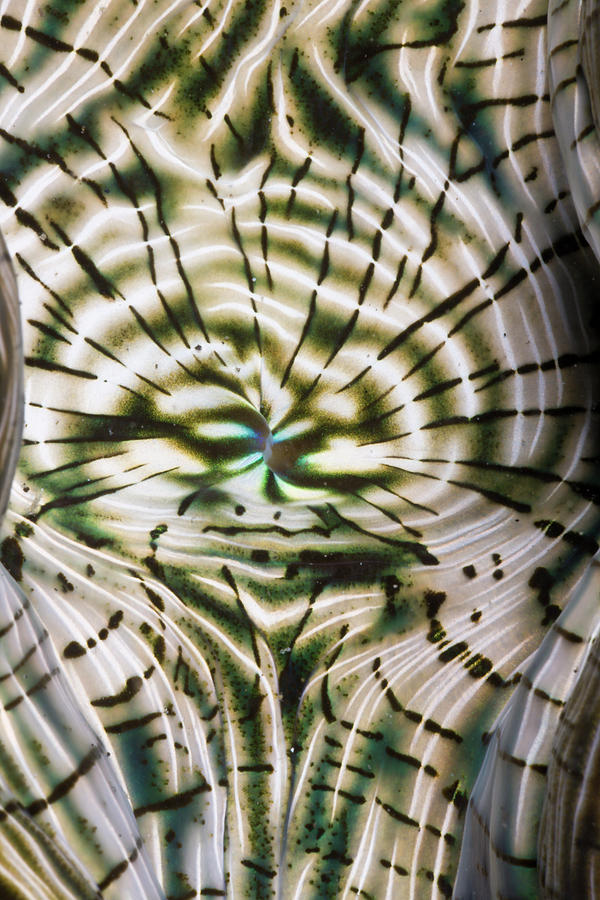 Natural Pattern On Mantle Of Giant Clam Photograph by Reinhard Dirscherl Natural Pattern On Mantle Of Giant Clam Photograph by Reinhard Dirscherl