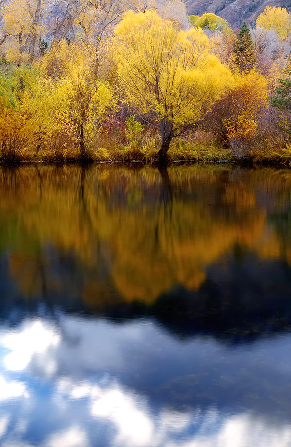 Tree Photograph - Natural Reflections by Steven Milner
