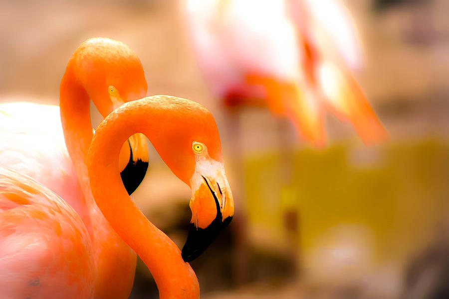 Flamingo Photograph - Natural S Curve by Ryan Dove