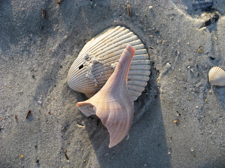 Natural Shell Art Photograph by Ellen Meakin