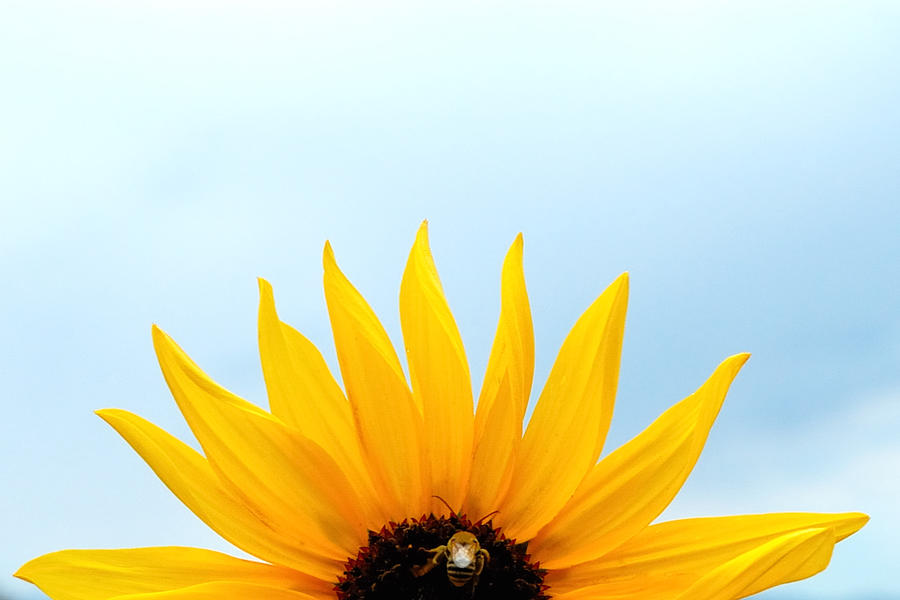 Natural Sunrise - Sunflower and Bee Photograph by Steven Milner