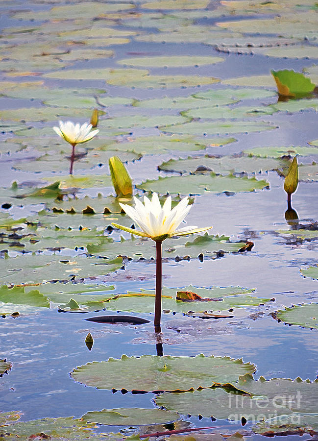 Natural Water Lily Flowers and Pads Found on the East Side of Cozumel Mexico Accented Edges Digital  Digital Art by Shawn OBrien