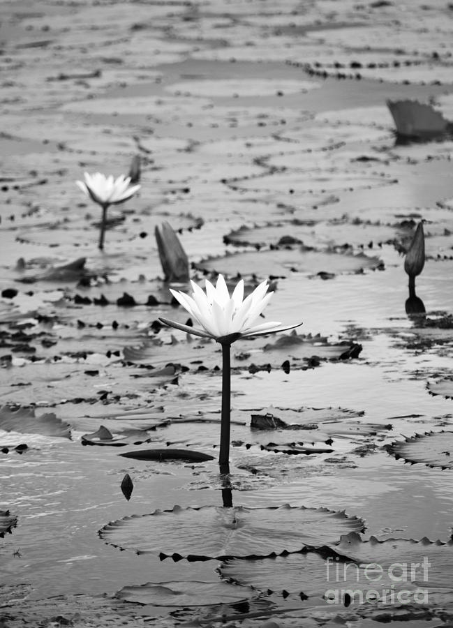 Natural Water Lily Flowers and Pads Found on the East Side of Cozumel Mexico Black and White Photograph by Shawn OBrien