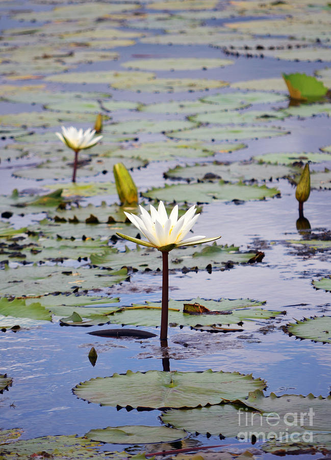 Natural Water Lily Flowers and Pads Found on the East Side of Cozumel Mexico Photograph by Shawn OBrien