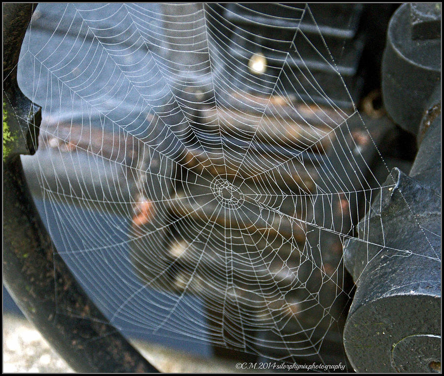 Natural Weave Photograph by Catherine Melvin