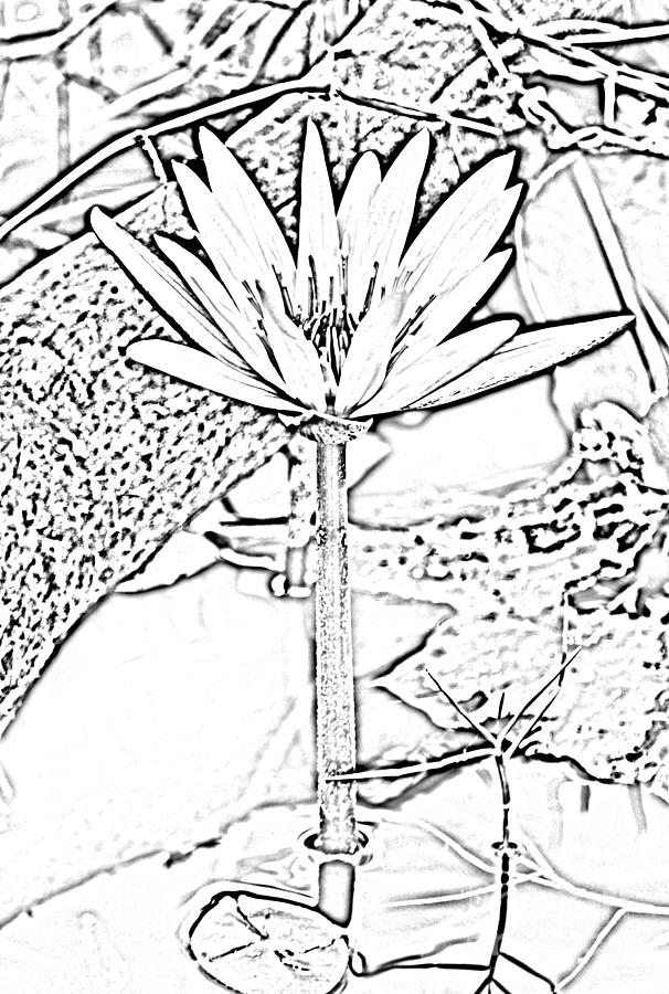 Natural White Water Lily Found on the East Coast of Cozumel Island Mexico Black and White Digital Ar Digital Art by Shawn OBrien