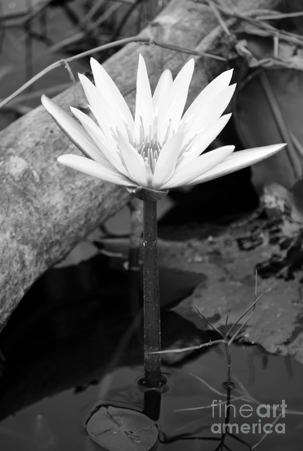 Natural White Water Lily Found on the East Coast of Cozumel Island Mexico Black and White Photograph by Shawn OBrien